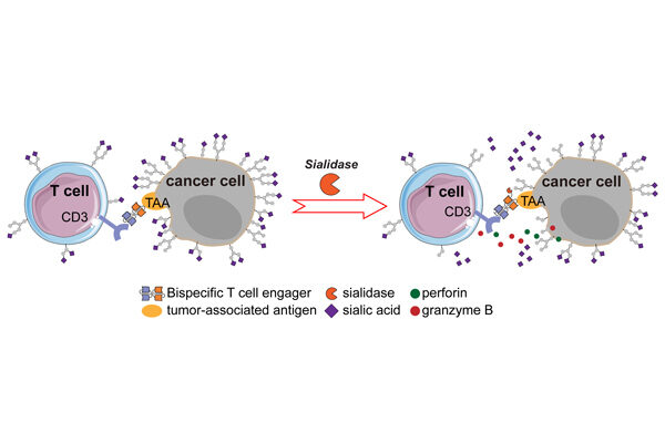 New technique improves T cell-based immunotherapies for solid tumors