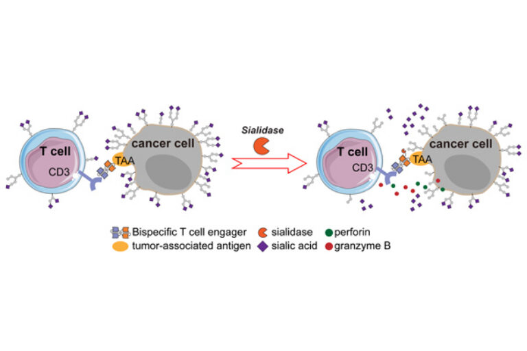 New technique improves T cell-based immunotherapies for solid tumors