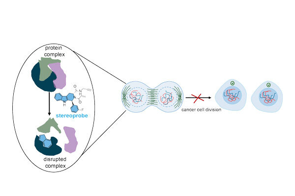 New way to potentially slow cancer growth