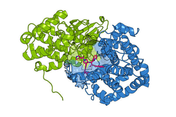 Seeing double: Designing drugs that target “twin” cancer proteins