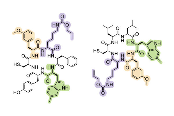 Scripps Research scientists expand the genetic alphabet to create new proteins