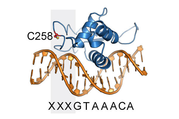Scripps Research scientists discover chemical probes for previously “undruggable” cancer target
