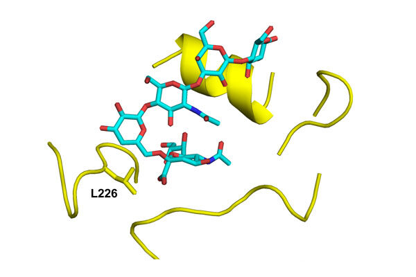 Scripps Research scientists identify mutation that could facilitate H5N1 “bird flu” virus infection and potential transmission in humans