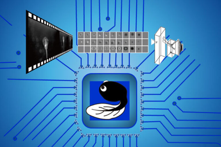 Scripps Research scientists create AI that “watches” videos by mimicking the brain