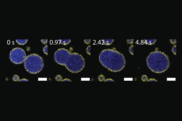 Scripps Research scientists discover a “Goldilocks” zone for DNA organization, opening new doors for drug development