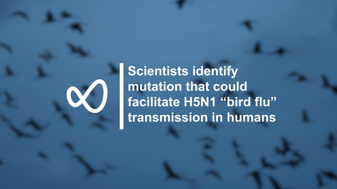 Scientists identify mutation that could facilitate H5N1 “bird flu” transmission in humans