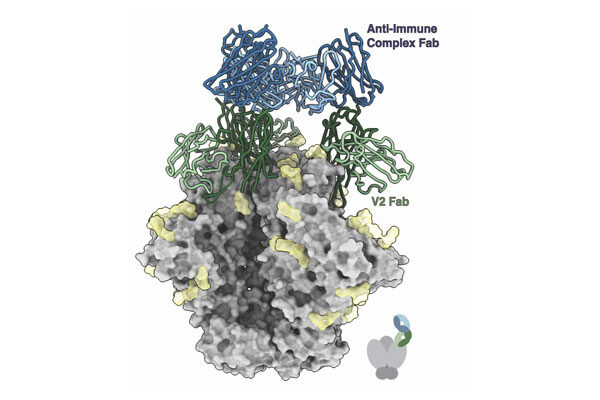 A chain reaction: HIV vaccines can lead to antibodies against antibodies