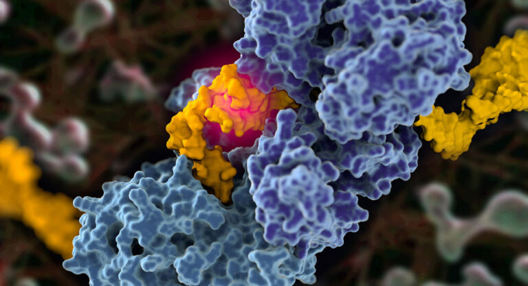 How a crucial DNA repair protein works—and what it means for cancer treatment