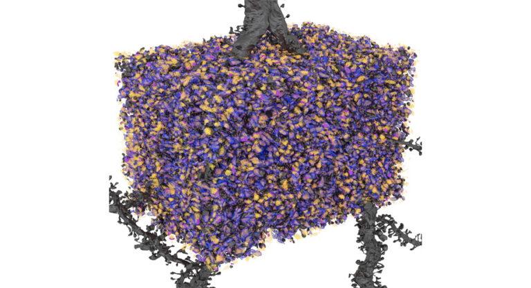 How scientists uncovered memory’s hidden architecture