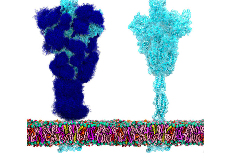 ‘Low-sugar’ vaccine can provide broad immunity against coronavirus variants