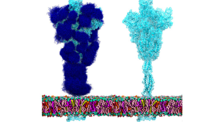 ‘Low-sugar’ vaccine can provide broad immunity against coronavirus variants