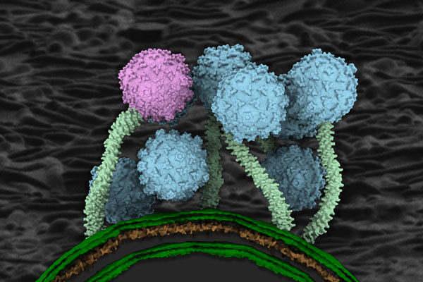 The very first structural images of a tuberculosis-fighting virus