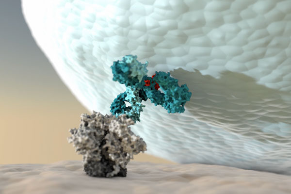 Empowering antibodies to better activate the immune system