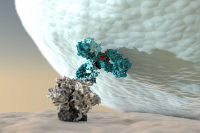 Empowering antibodies to better activate the immune system