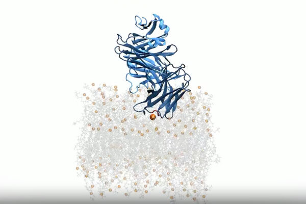 Antibodies that recognize lipids: A new path for HIV vaccines and autoimmune disease treatments