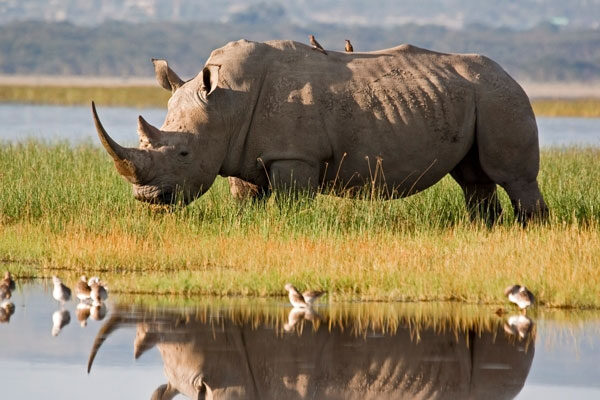 Genome of near-extinct northern white rhino offers hope for reviving the species
