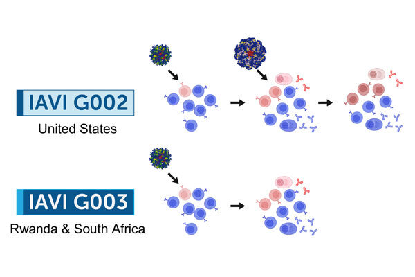 Two HIV vaccine trials show proof of concept for pathway to broadly neutralizing antibodies