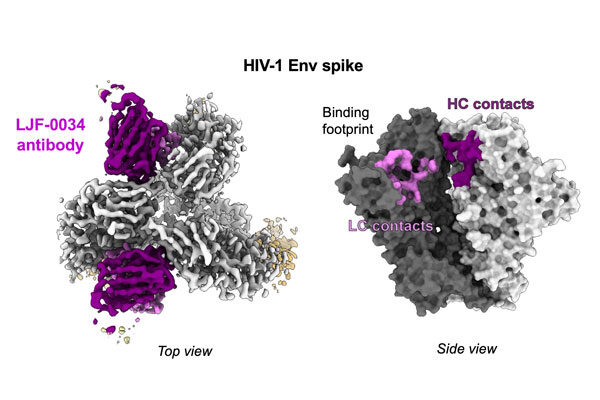 HIV vaccine study uncovers powerful new antibody target