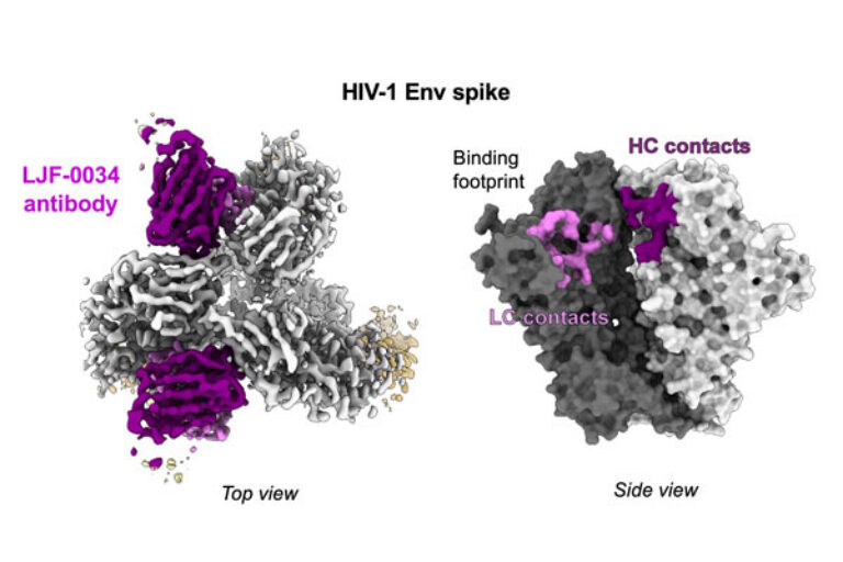 HIV vaccine study uncovers powerful new antibody target