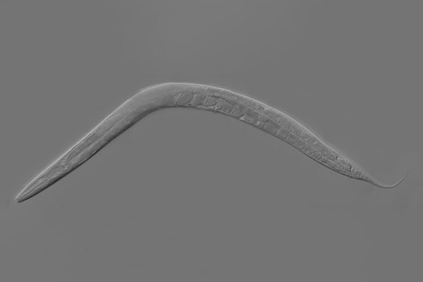 AI pinpoints new anti-aging drug candidates