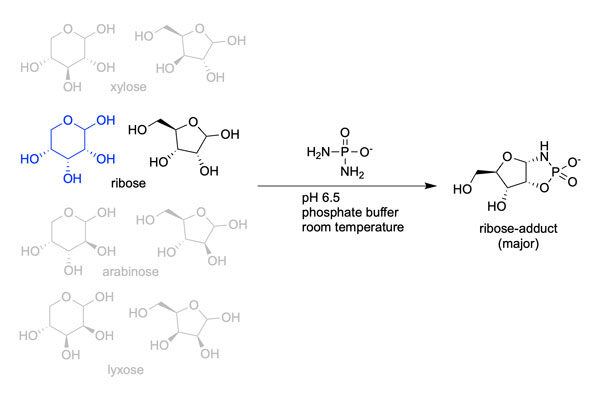 Where did RNA come from?