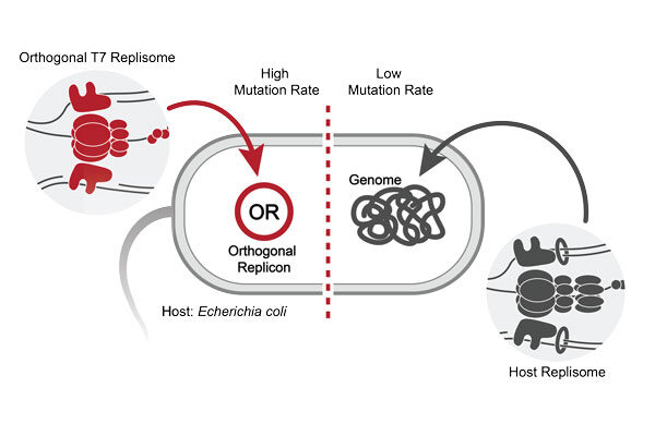 Scientists build an “evolution engine” to rapidly reprogram proteins