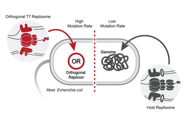 Scientists build an “evolution engine” to rapidly reprogram proteins