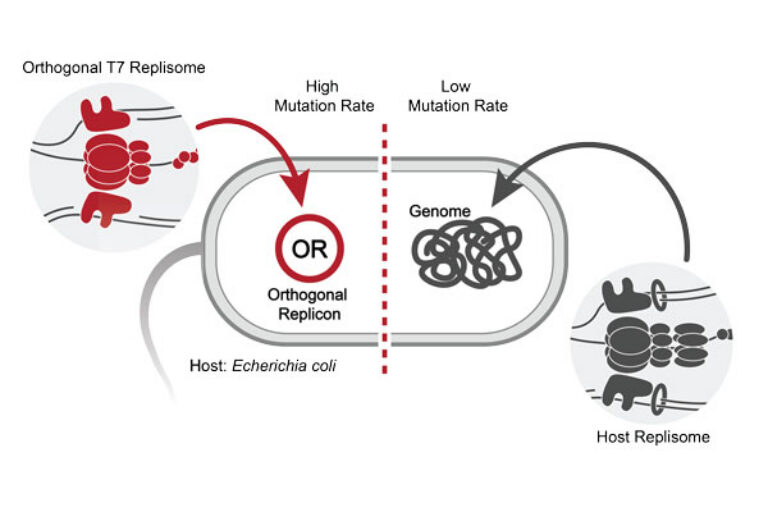 Scientists build an “evolution engine” to rapidly reprogram proteins
