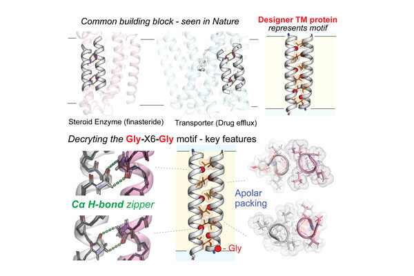 Scripps Research scientists unlock new patterns of protein behavior in cell membranes