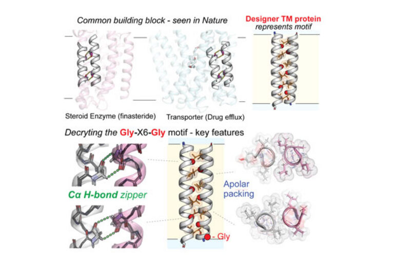 Scripps Research scientists unlock new patterns of protein behavior in cell membranes