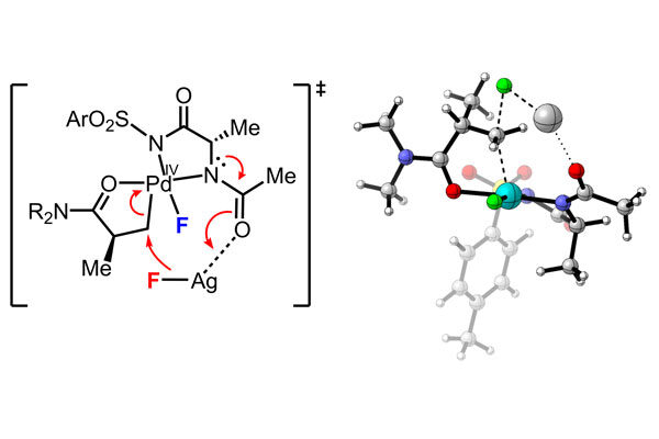 Scripps Research team pioneers an efficient way to stereoselectively add fluorine to drug-like molecules
