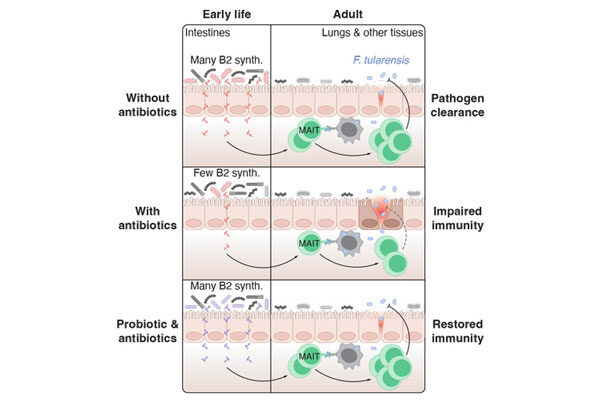 Study reveals high stakes of early immune development—and a potential probiotic fix
