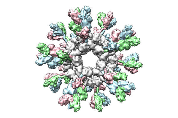 Nanoparticle vaccine strategy could protect against Ebola and other deadly filoviruses