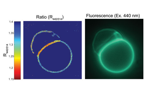 A jolt to the system: Scripps Research biophysicists uncover new electrical transmission in cells