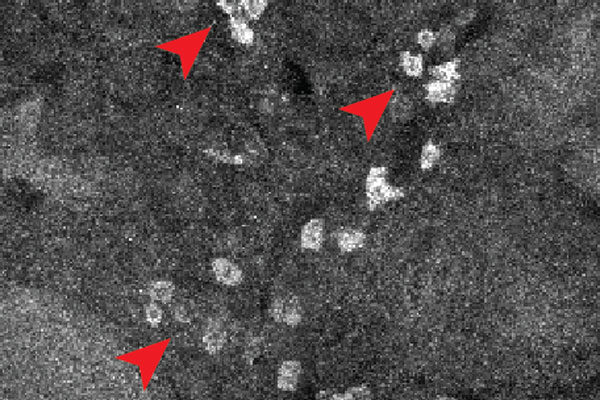 New technique lights up where drugs go in the body, cell by cell