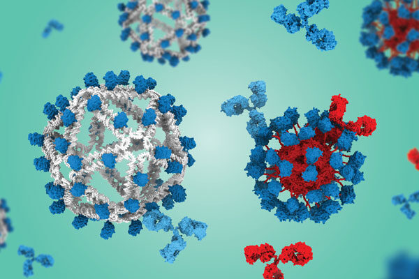 How “invisible” vaccine scaffolding boosts HIV immune response