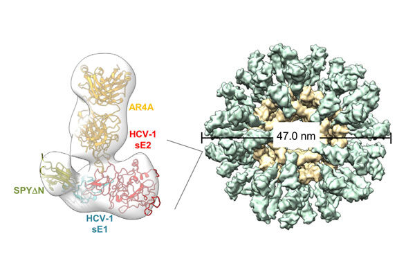 Nanoparticle vaccine approach takes on a new target: Hepatitis C virus