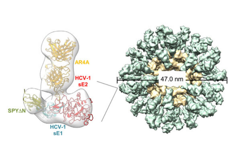 Nanoparticle vaccine approach takes on a new target: Hepatitis C virus