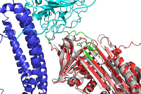 Scientists pinpoint protein shapes that track Alzheimer’s progression