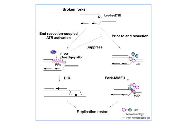 Scripps Research scientists uncover new mechanism cancer cells use to survive DNA damage