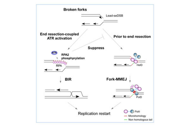 Scripps Research scientists uncover new mechanism cancer cells use to survive DNA damage