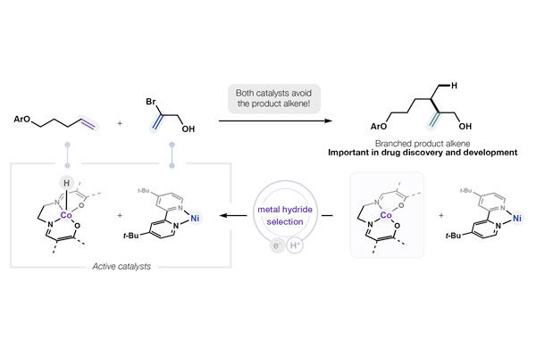 New technique for synthesizing branched molecules could accelerate the development of future medicines