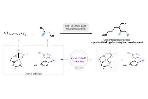 New technique for synthesizing branched molecules could accelerate the development of future medicines