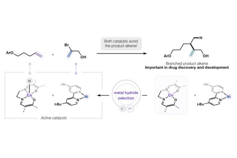 New technique for synthesizing branched molecules could accelerate the development of future medicines