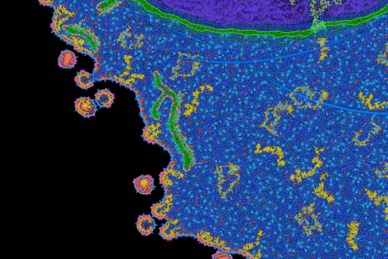 False-colored electron microscopy image showing virus particles (orange/red) budding from the surface of an infected cell, with the cell's blue cytoplasm, purple nucleus, and green nuclear envelope visible against a black background.