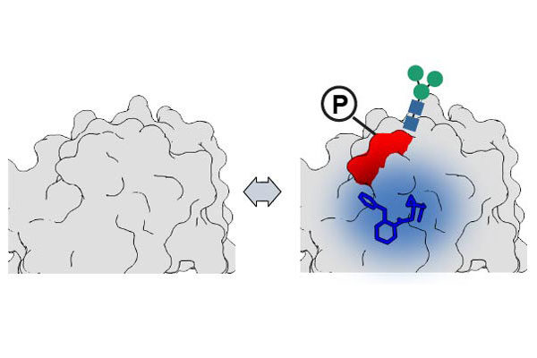 How changes to proteins can alter drug interactions for new precision therapies