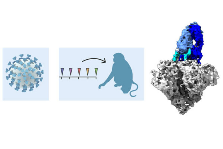 Experimental HIV vaccine achieves a long-sought goal