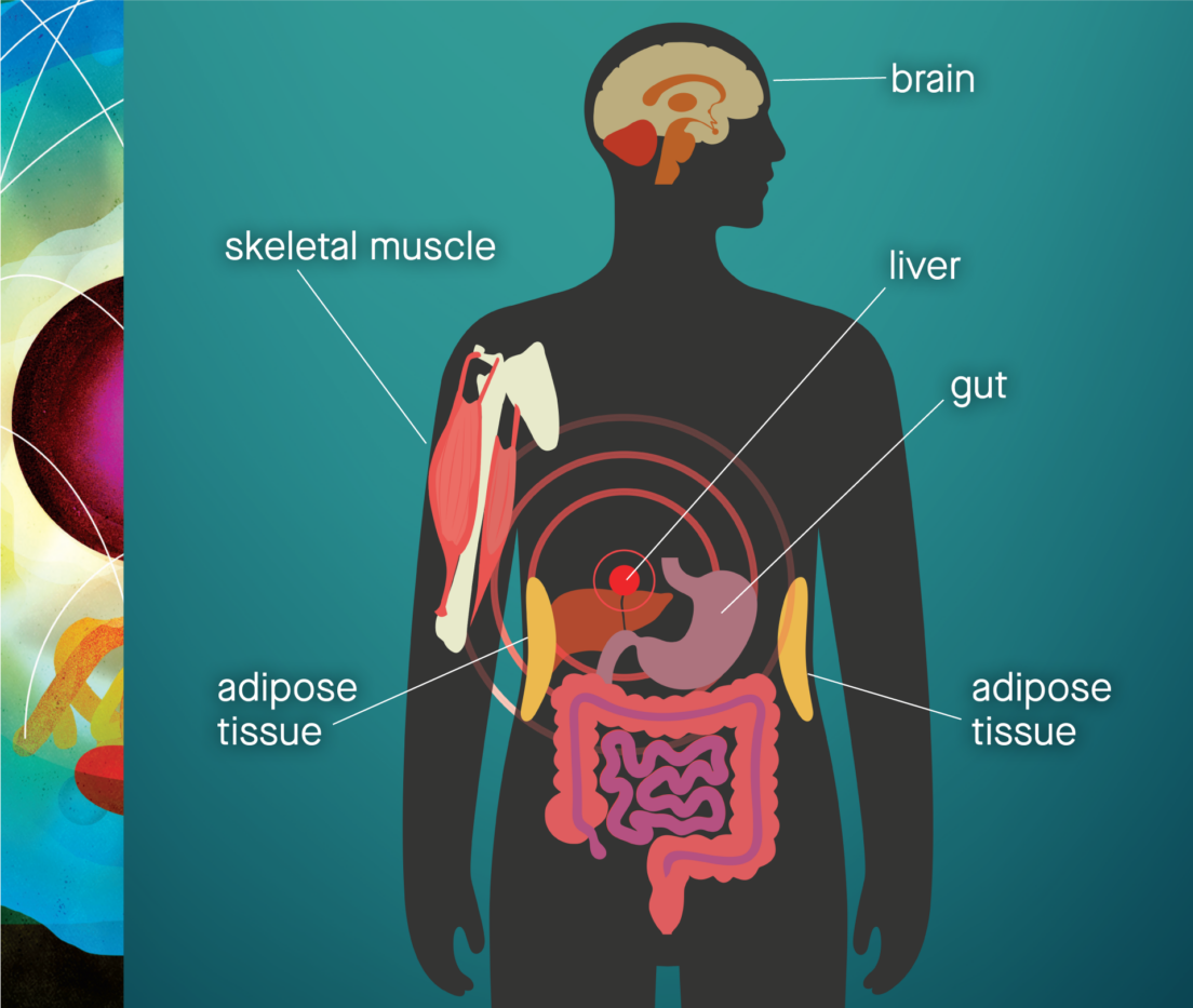 A look inside the body’s engine