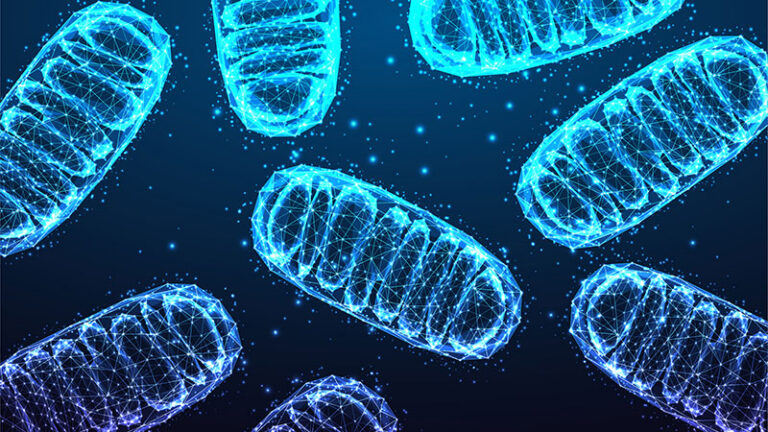 The secrets of the mitochondria: Q&A with Danielle Grotjahn