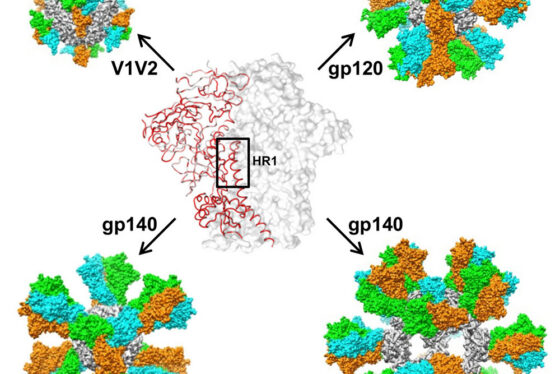TSRI Scientists Stabilize HIV Structure, Design Potential AIDS Vaccine Candidates